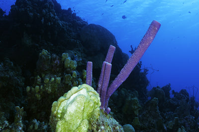 Purple tube coral