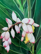 Load image into Gallery viewer, Shell Ginger