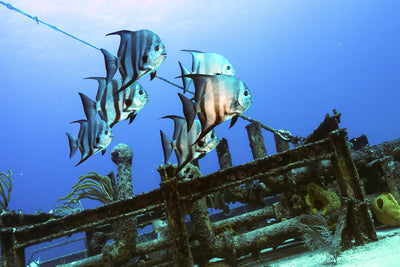 Spade fish and wreck