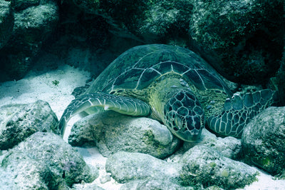 Sleeping turtle