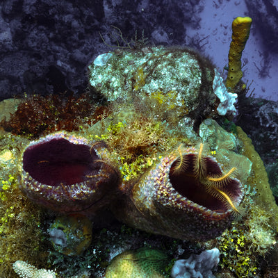 Tube sponge and sea star
