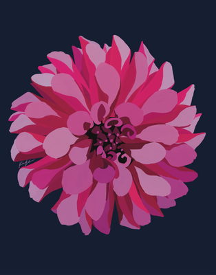 Magenta Dahlia
