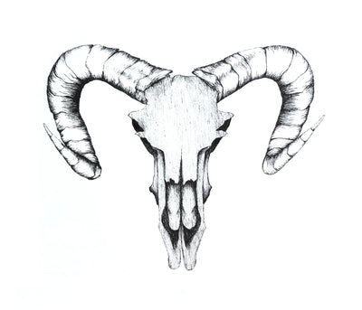 Ram Skull 2