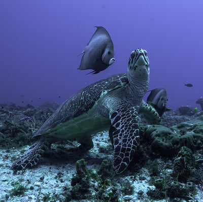 Turtle and angelfish