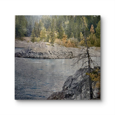 Rooted - Banff