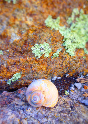 Small is Beautiful, Slow is Beautiful