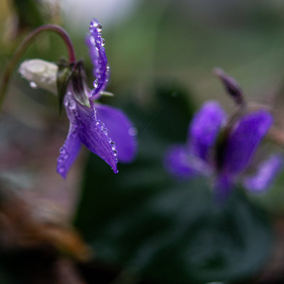 Alpine Violet