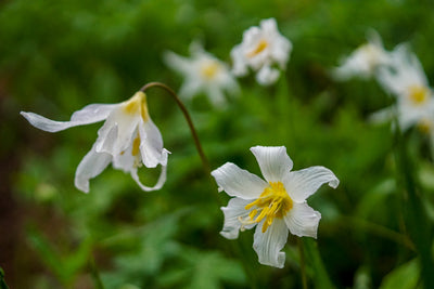 Avalanche Lilies