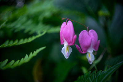 Bleeding Hearts