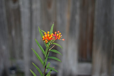 Single Butterfly Milkweed