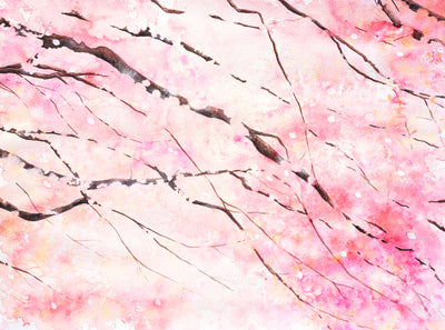 Cherry Blossoms, No.3