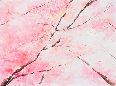 Cherry Blossoms, No.4