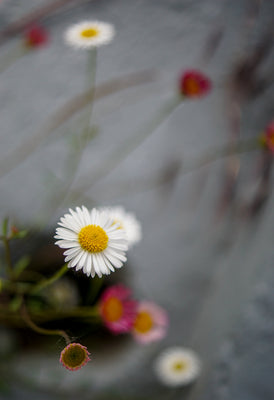 Concrete Daisies
