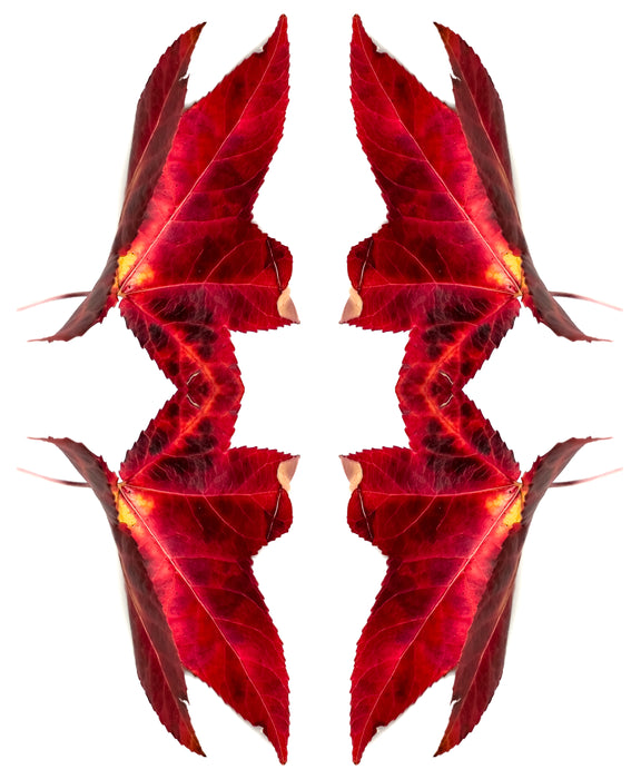 Symmetry - 4 Leaves