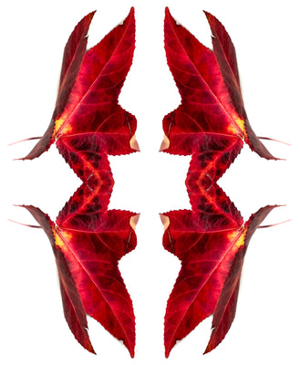 Symmetry - 4 Leaves