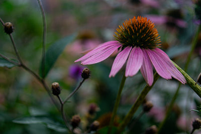 Faded Echinacea