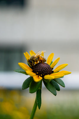 Honey Bee on Velvet Black-Eyed Susan