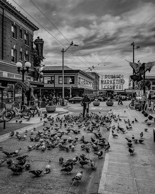 Market Pigeons