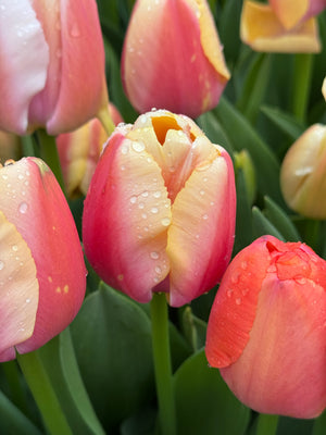 Rain-Kissed Tulips in Soft Spring Light