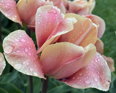 Bicolor Tulip After Rain