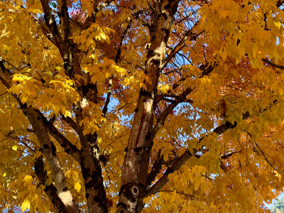 Autumn Glow Around the Trunks
