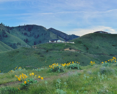 Wildflowers Across the Hills