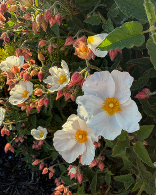 Wild Rose No.3 – White Rose Bush