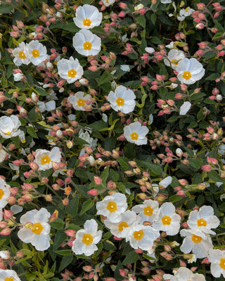 Wild Rose No.2 – Scattered White Blooms