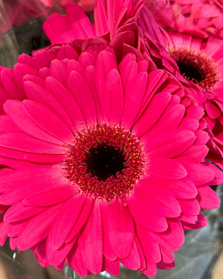 Pink Gerbera Bouquet
