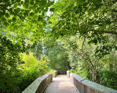 Path Into Summer Green