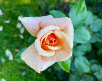 Apricot Rose