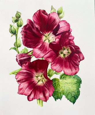 Hollyhock