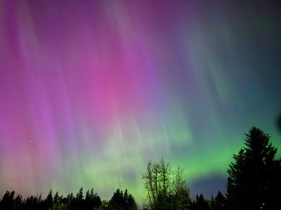 Aurora Veil Over Forest Silhouettes