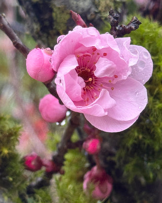 Spring Bud with Raindrops