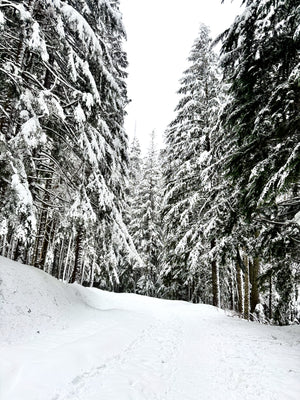 Snow Covered Forest Trail in Winter