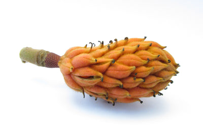 Magnolia Pod