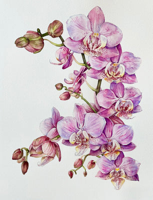 Pink Orchids #4