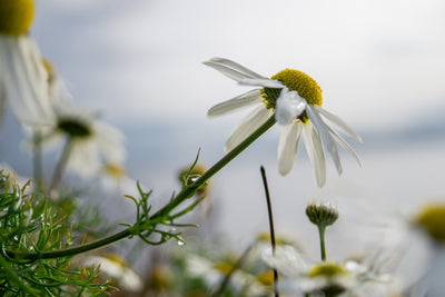 Reaching for the Sunlight