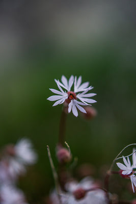 Slender Woodland Star
