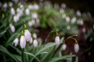 Snowdrops