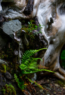 Trailside Fern