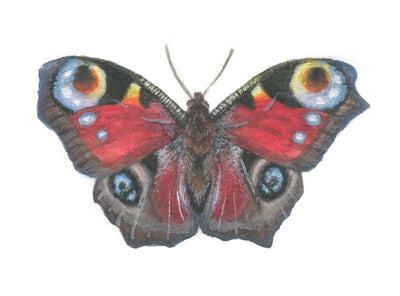 Aglais Io