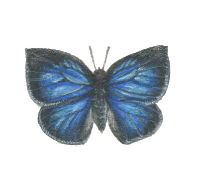 Amopala Japonica
