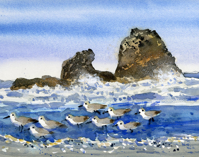 Copalis Beach Shore Birds