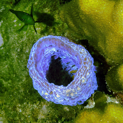 Blue tube and damselfish