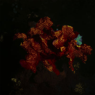 Fluorescent coral red