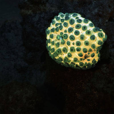 Fluorescent yellow and green coral