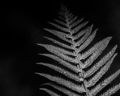 Fern, After a Rain