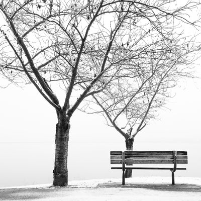 A Tree. A Bench. Snow
