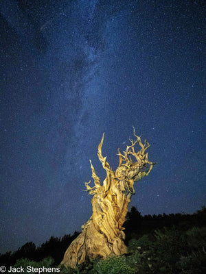 Bristlecone Pine, White Mountains, California
